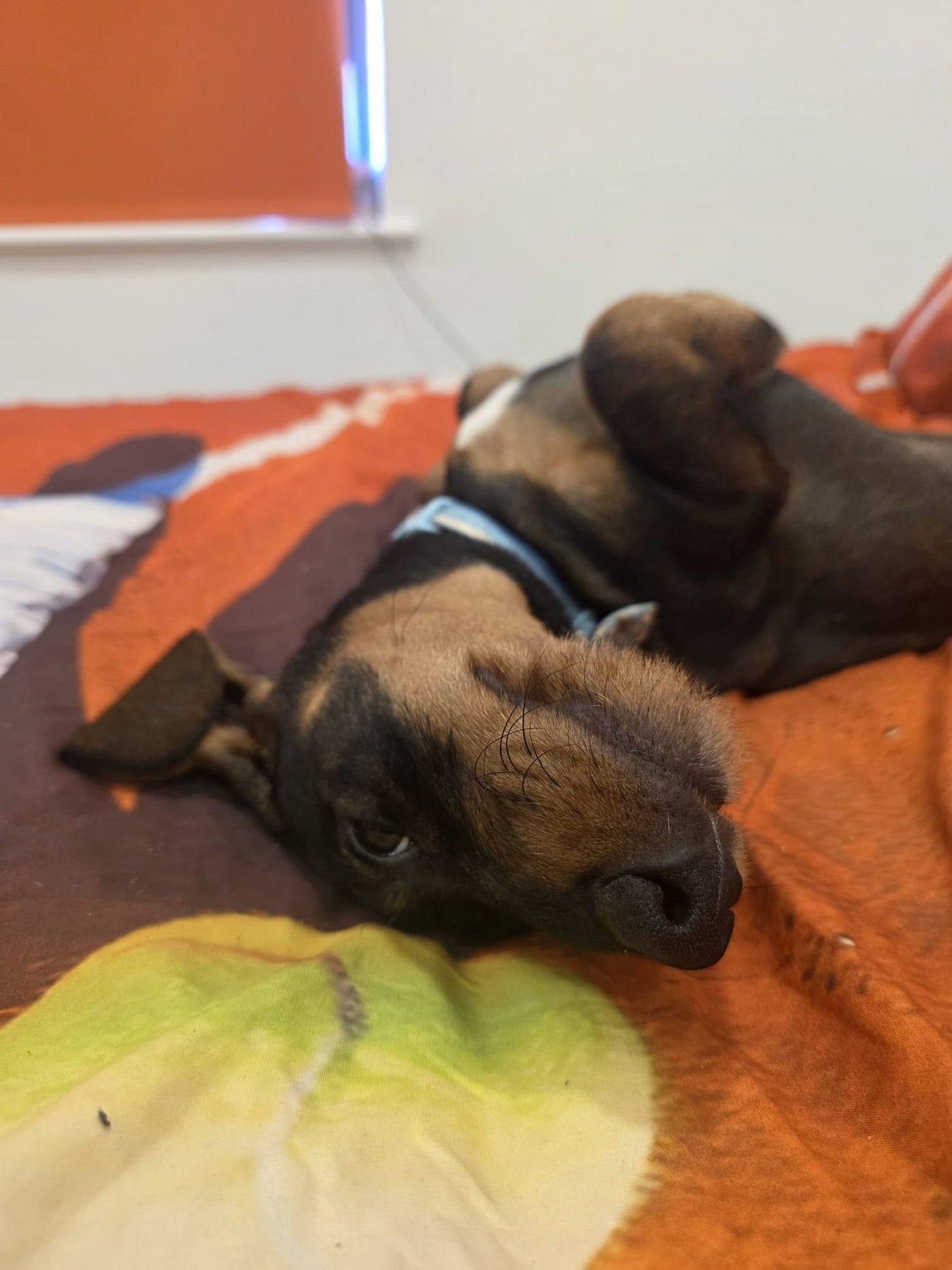 Just look at his eyes — he knows what he is up to. Yes this is my side of the bed.